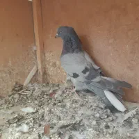 کفتر پرشی|پرنده|رباط‌کریم, رباط‌کریم|دیوار