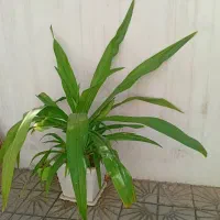 گل یو کا ازنوع سنبل ابی زینتی