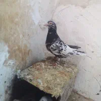 کبوتر فروشی