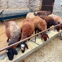 ۹ راس میش بره دار .ابستن .جفتی ۸۱ملیون اگهیبخان