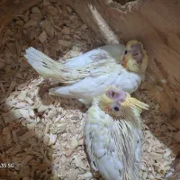 جوجه عروس هلندی لوتینو|پرنده|قدس, شهر‌قدس|دیوار