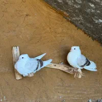 کبوتر دوکت جم|پرنده|جم, |دیوار