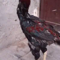 خروس لاری ترک