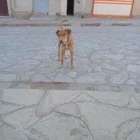 سگ دولبر من