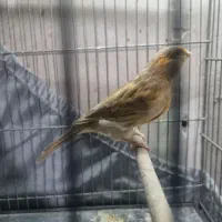 قناری ماده تن نرفته|پرنده|ری, دولتآباد|دیوار