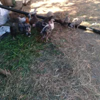 بوقلمون و جوجه برای فروش