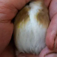 فروش یه عدد  سهره نر ودوعددماده|پرنده|ساوه, |دیوار