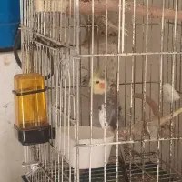 عروس هلندی سینامون|پرنده|یاسوج, |دیوار