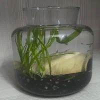 تنگ با ماهی و گیاه|ماهی|اصفهان, همدانیان|دیوار