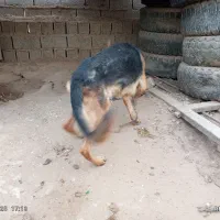 سگ ژرمن ورک