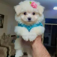 شیتزو سوپرفلت مالتیپو کوچولو- فی ۸ و ۹