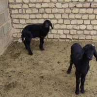 بره شیری افشار