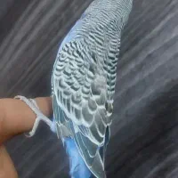 مرغ عشق دستی