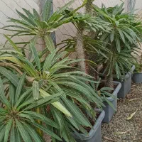 نخل ماداگاسکار