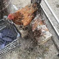 فروش بوقلمون