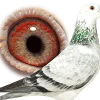 کبوتر بزک سبز