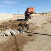 واگذاری سگ خراسانی