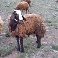 قوچ دامازدیغ ۱ ساله