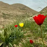 فروش ملک زراعی