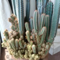 کاکتوس صخره ای