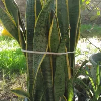 گل سانسوریا زیبا