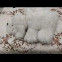 عروسک|اسباببازی|تبریز, |دیوار