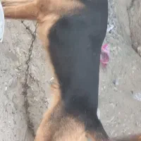 واگذاری