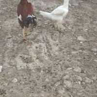 مرغ و خروس لاری|پرنده|گالیکش, |دیوار