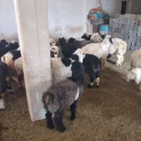 فروش بره|حیوانات مزرعه|کوهرنگ, |دیوار