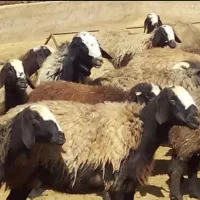 جایگاه‌پخش‌گوسفندزنده بهداشتی واکسن زده dam for