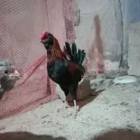 خروس گلین و برهما|حیوانات مزرعه|یزدان شهر, |دیوار