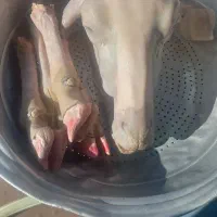 کله پاچه کاور