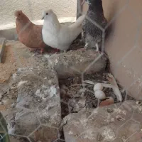 کفتر ۵تا با ۲تا تخم و گنجه