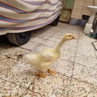 قوقاز چینی گردن ماری