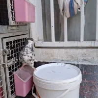 کفتر شهری ماده راست قهوه ای گلدار|پرنده|شیراز, شیخ علی چوپان|دیوار