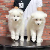 توله های سفیدبرفی سامویید|سگ|تهران, اختیاریه|دیوار