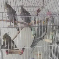 پرنده عروس هلندی