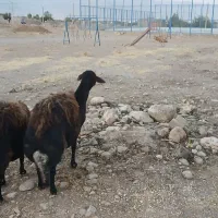 فروش دو راس میش قزل افشار|حیوانات مزرعه|سده (فارس), |دیوار