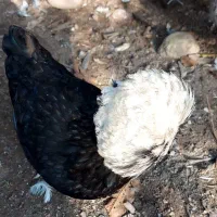 فروش مرغ وخروس کاکلی لهستانی|حیوانات مزرعه|اسالم, |دیوار