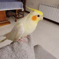 عروش هلندی گم شده به اسم تی ته