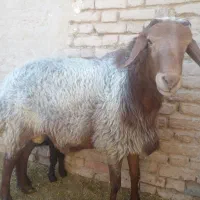 قوچ دو ساله مغان