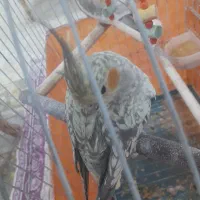 عروس هلندی|پرنده|سامان, |دیوار