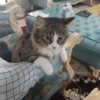 واگذار گربه|گربه|بندر ماهشهر, |دیوار