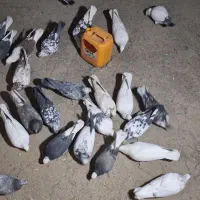 32دوتا کفتر دونه ای 130 بخاطر جابجای دارم میفروشم|پرنده|جاپلق, |دیوار