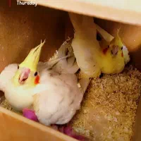 جفت مولد لوتینو دانسته