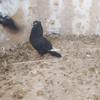 سینه ده پر