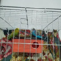 یک جفت مرغ عشق