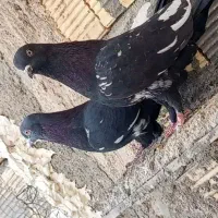 سلام دوستان عشق باز ده تا کبوتر بی عیب و نقص|پرنده|شهرضا, |دیوار