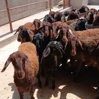 شیشک جوان|حیوانات مزرعه|تهران, آذربایجان|دیوار