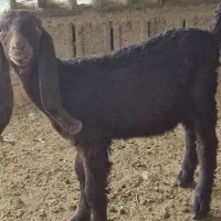 بز،تعدادی بز داشتی درجه یک آبستن کهره دارچغل|حیوانات مزرعه|وحدتیه, |دیوار